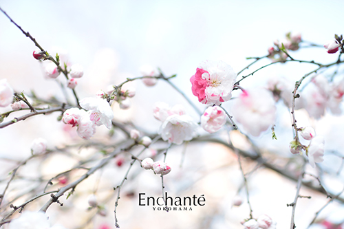 赤とピンクがまじりあう珍しい桜 横浜でフォトウェディング アンシャンテ横浜のブログ