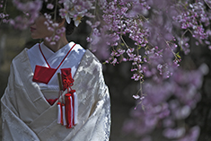 ロケーションフォト・フォトウェディング・前撮り・白無垢・色打掛・紋付袴・桜・自然・春