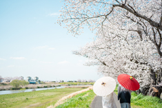 ロケーションフォト・フォトウェディング・前撮り・白無垢・色打掛・紋付袴・桜・自然・春